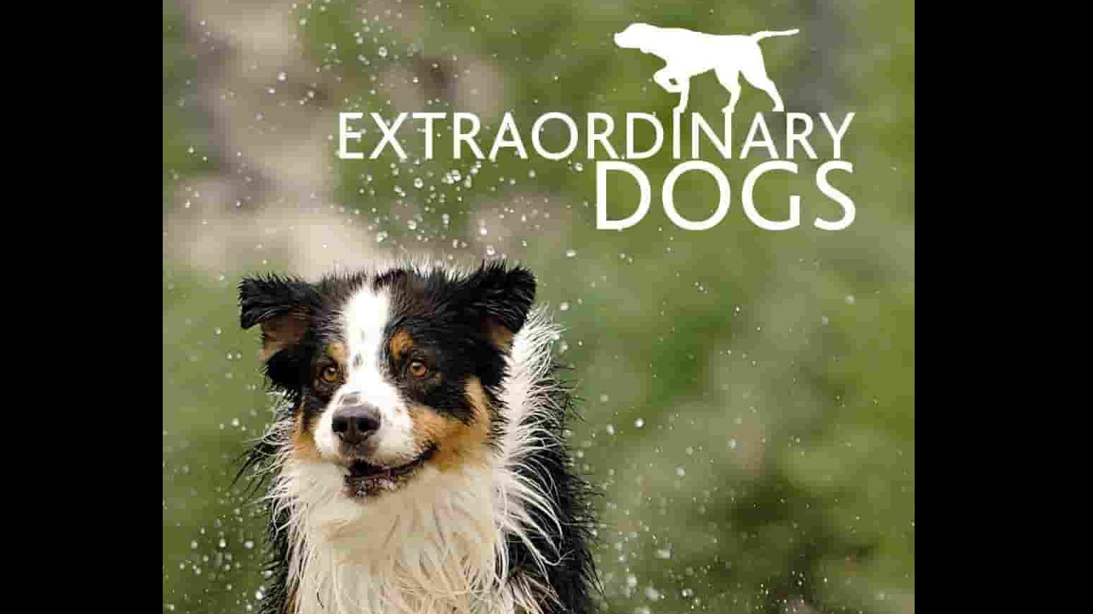 英国纪录片《非凡的狗儿 Extraordinary Dogs 2011》第1季全13集 英语中字 1080p高清网盘