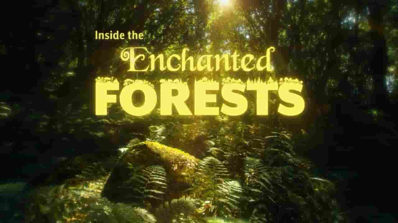 国家地理《深入魔法森林 Inside the Enchanted Forests 2024》第1季全6集 英语中英双字 720P高清网盘