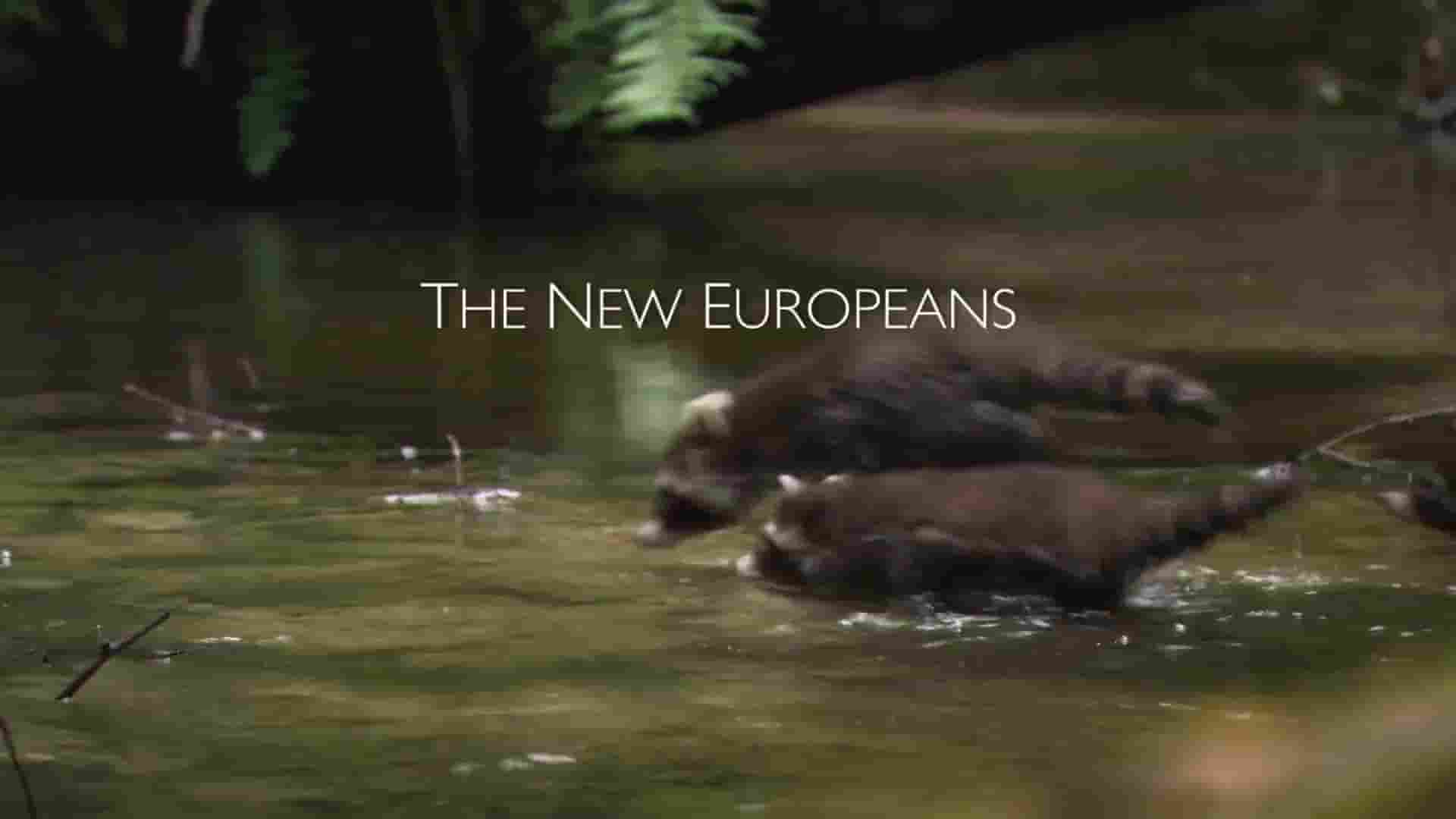 德国纪录片《浣熊：新欧洲人 Raccoons: The New Europeans 2012》全1集 英语中英双字 1080P高清网盘