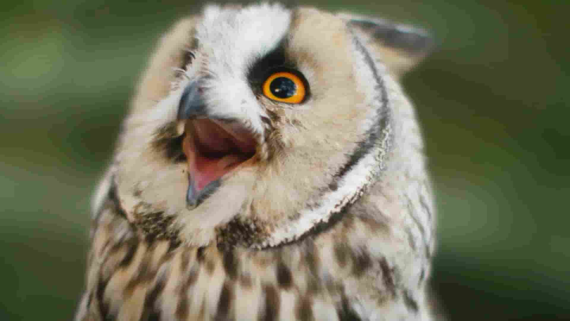 加拿大纪录片《猫头鹰的隐秘生活 The Secret Life Of Baby Owls 2017》全2集 英语中英双字 1080P高清网盘