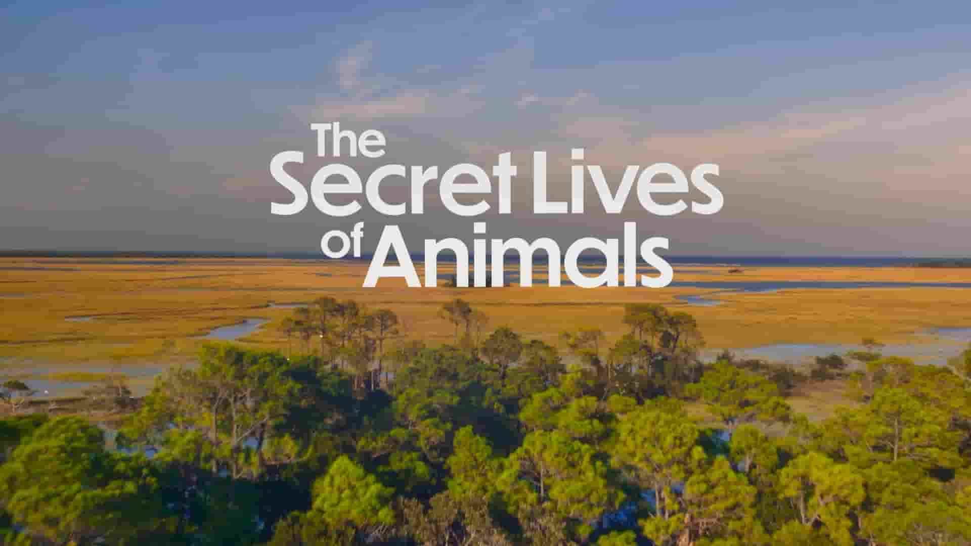 AppleTV《动物的秘密生活 The Secret Lives of Animals 2024》第1季全10集 英语多国字幕 1080P高清网盘