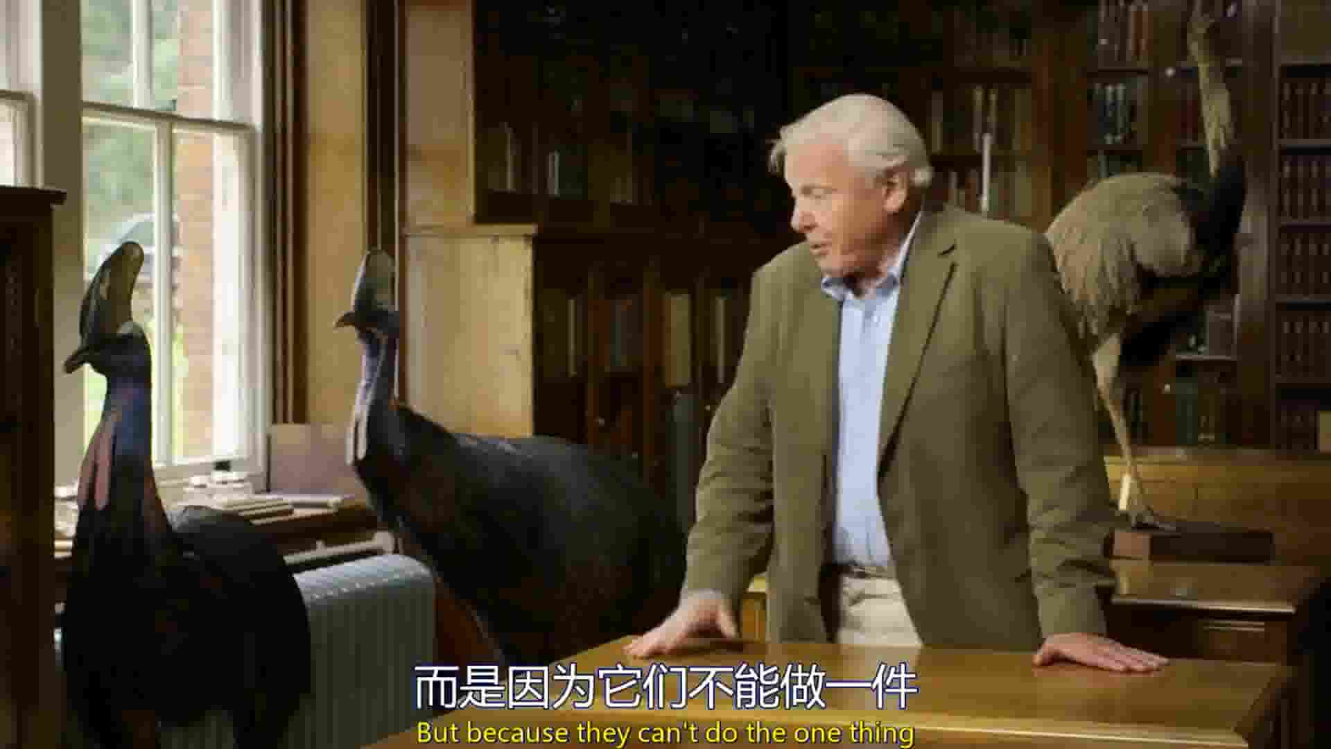 BBC纪录片《爱登堡领略大型鸟类 Attenborough’s Big Birds》全1集 英语中英双字 720P高清网盘