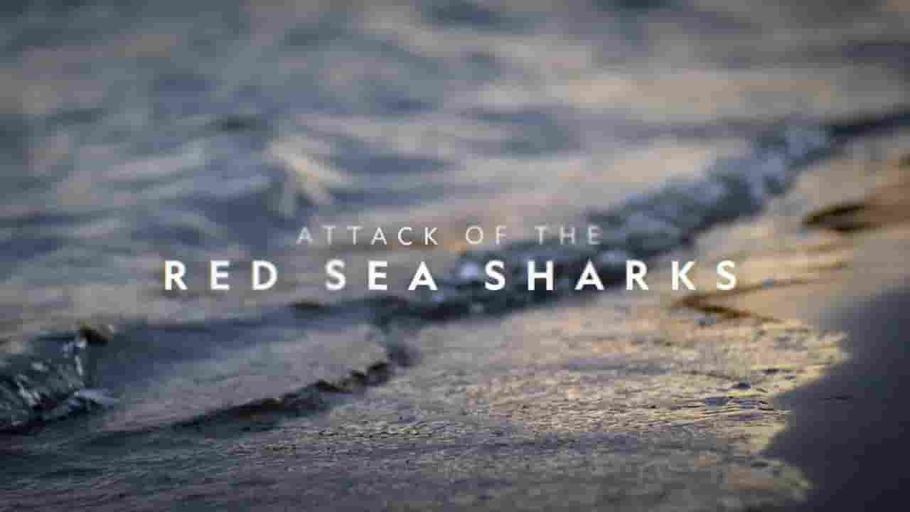 国家地理《红海鲨鱼袭击 Attack of the Red Sea Sharks 2024》全1集 英语中英双字 720P高清网盘