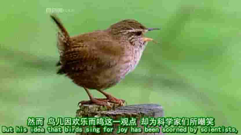 BBC纪录片《鸟儿为何歌唱 Why Birds Sing》全1集 英语内嵌中英双字幕 标清网盘