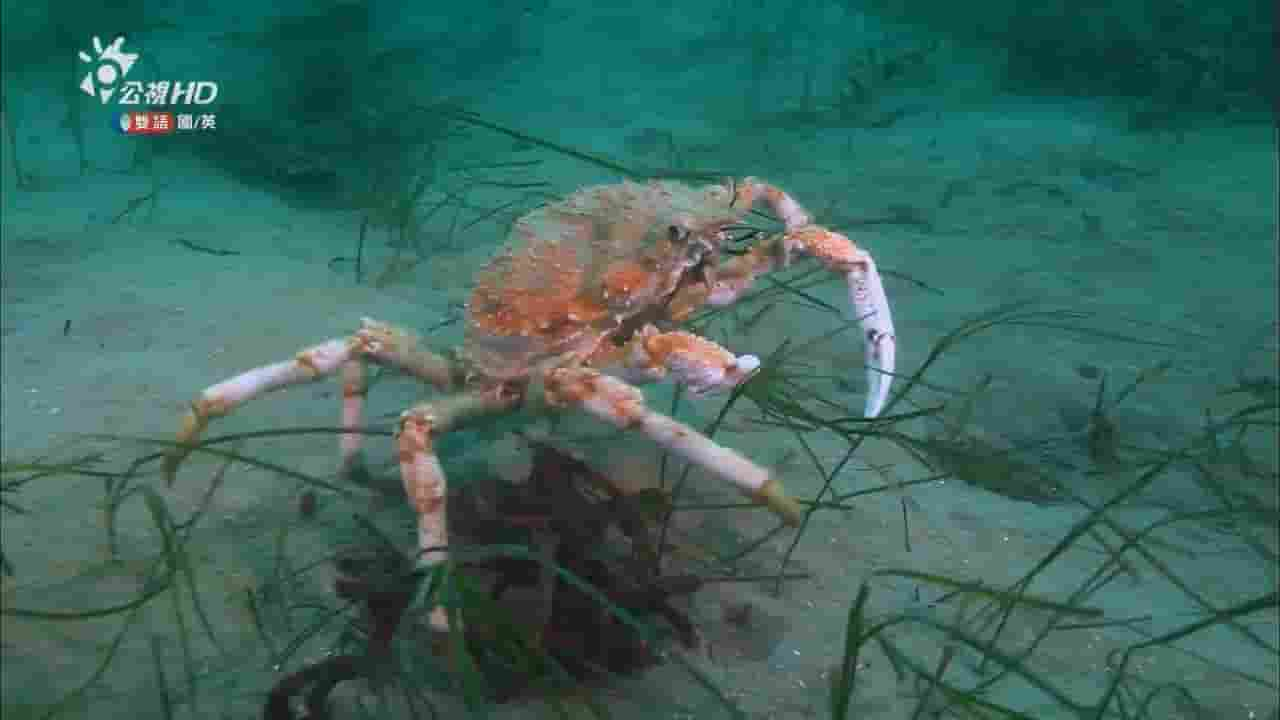  NHK纪录片《大蜘蛛蟹的游行：蜘蛛蟹军团迁徙的秘密 March of the Masses: Great Spider Crabs 2011》全1集 中英双语内嵌中字  720P高清网盘