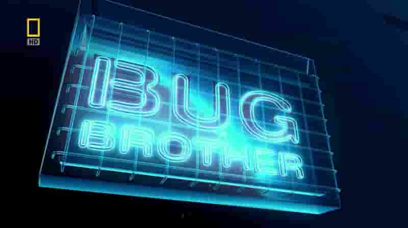 国家地理《虫虫兄弟/昆虫兄弟 Bug Brother》全1集 英语中字 720P高清网盘