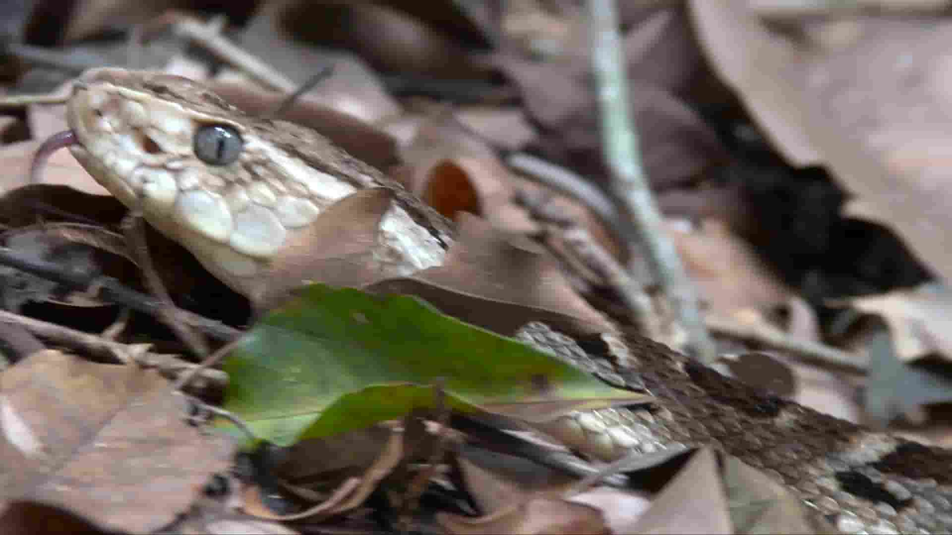 美国纪录片《玻利维亚的未知之蛇 The Unknown Snake of Bolivia 2018》全2集 英语中英双字 1080P高清网盘