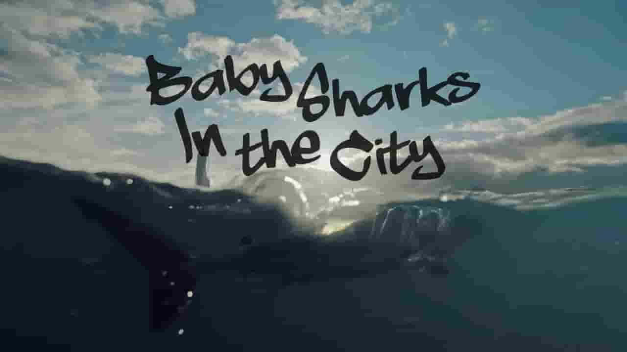 国家地理《城市中的鲨鱼宝宝 Baby Sharks in the City 2024》全1集 英语中英双字 720P高清网盘