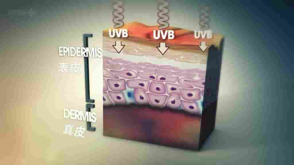BBC纪录片/地平线系列《驻颜奥秘 The Truth About Looking Young 2012》全1集 英语内嵌中英双字 标清网盘