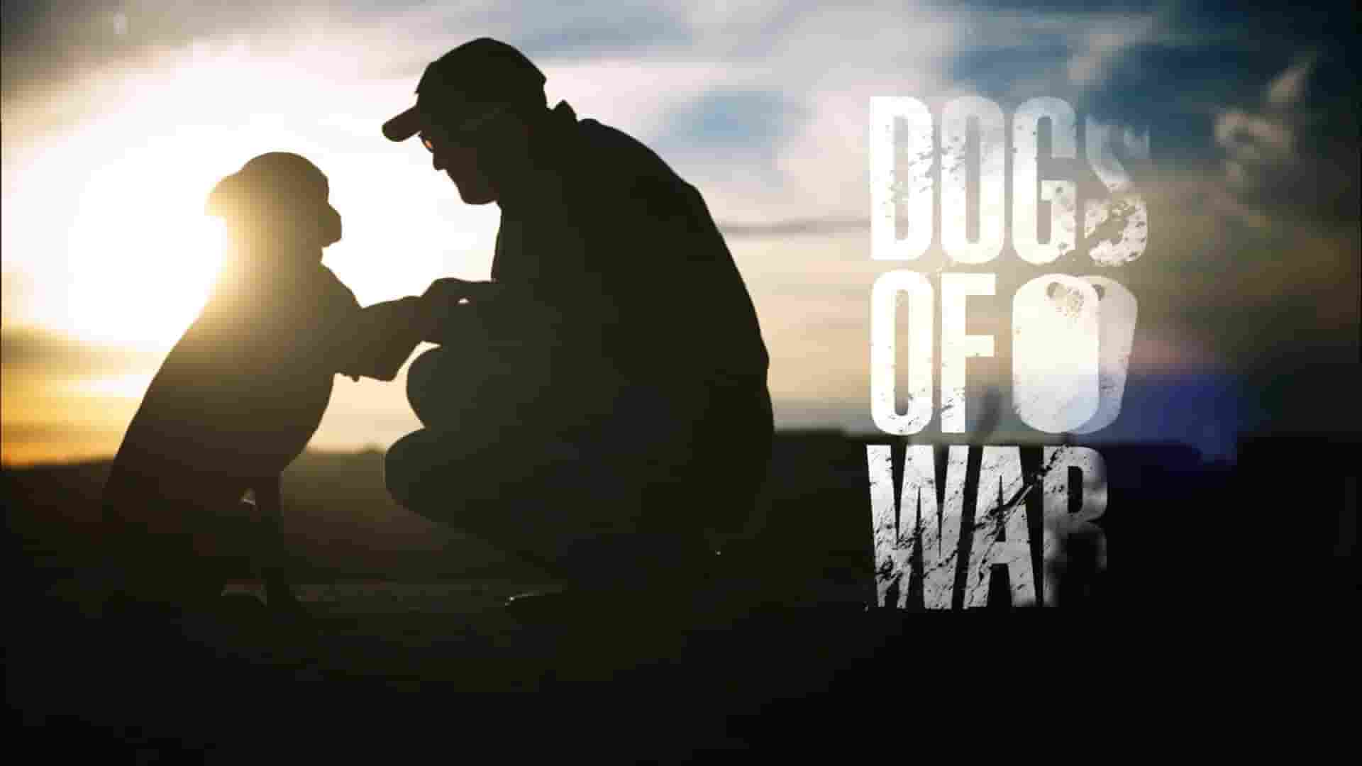  A&E纪录片《战后应激疗愈犬 Dogs of War 2014》全4集 英语中英双字 1080P高清网盘