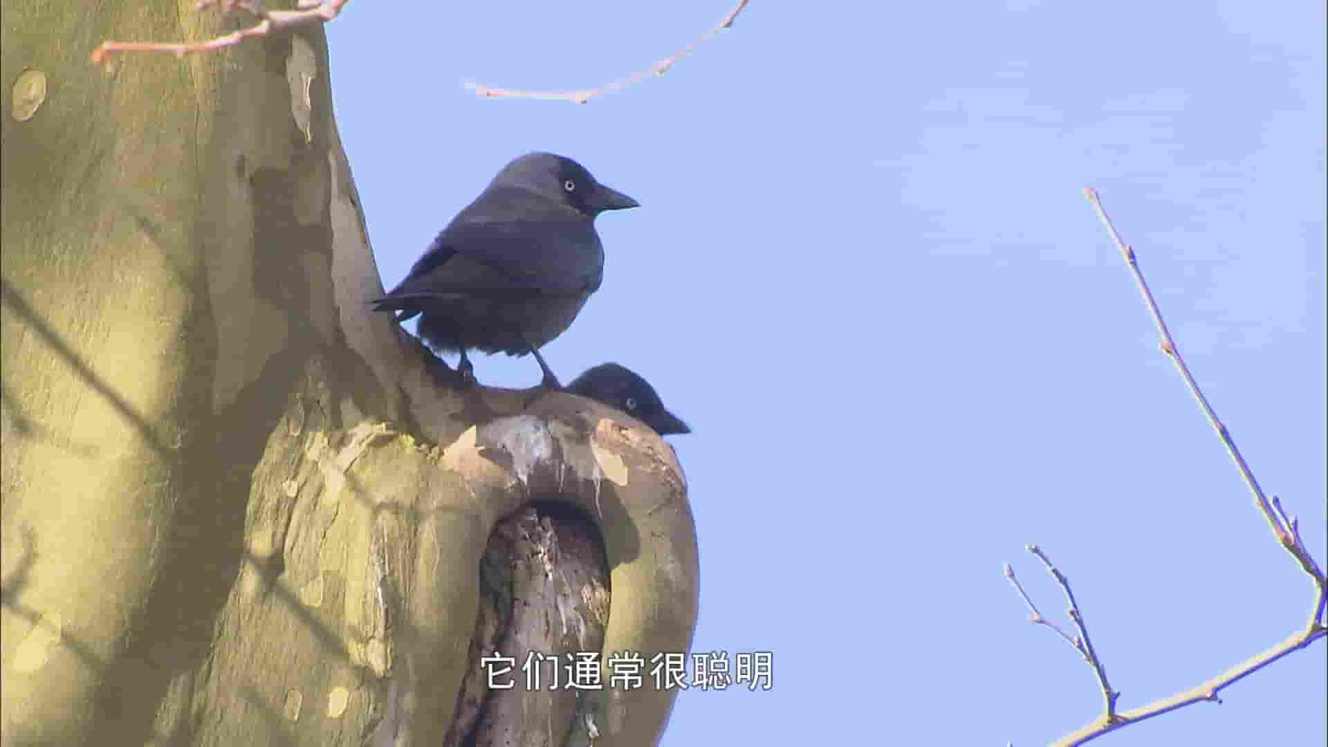 德国纪录片《乌鸦-天空的流氓 Ravens – Rascals of the Skies 2010》全1集 英语中字 1080P高清网盘