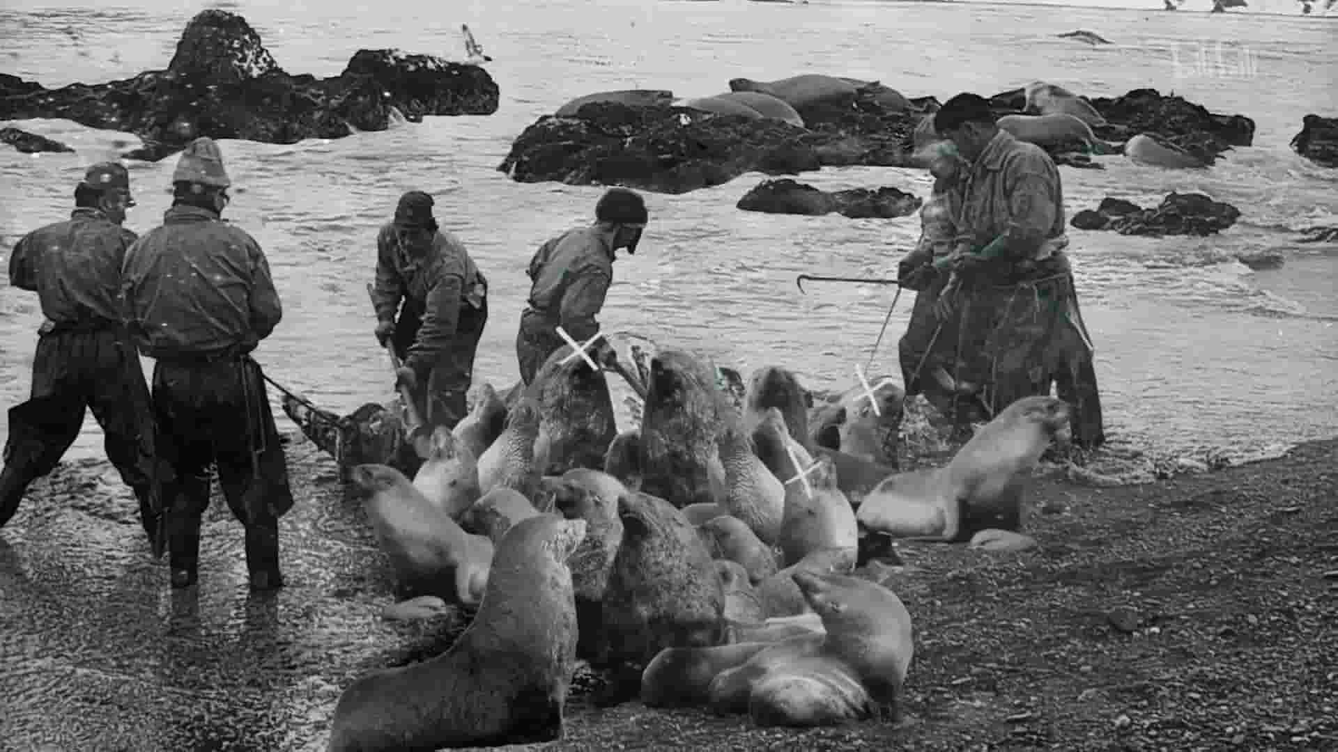 国家地理《荒岛复兴 Wild Life: Resurrection Island 2018》全1集 英语中英双字 1080P高清网盘