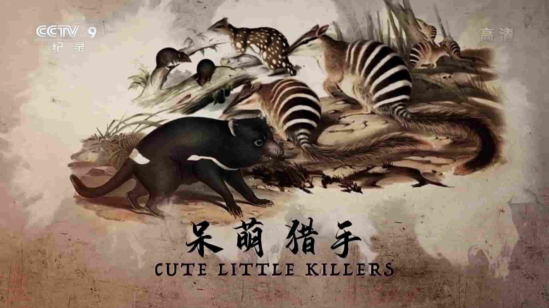 央视纪录片《呆萌猎手 Cute little Killers 2019》全1集 国语中字 1080i高清网盘