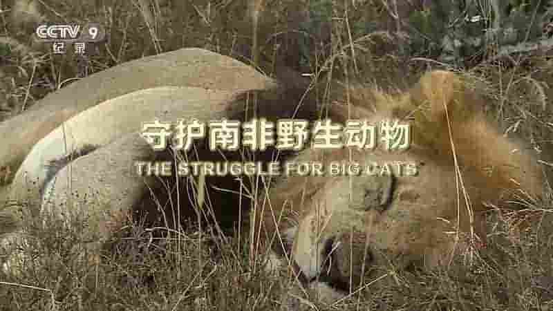 央视纪录片《守护南非野生动物 The Struggle For Big Cats 2018》全1集 国语中字 1080i高清网盘