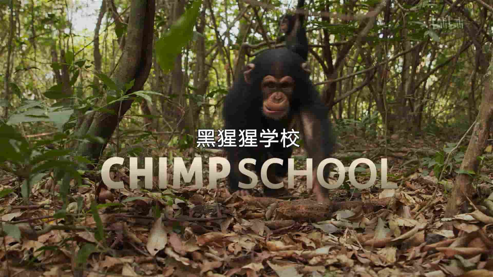 国家地理《黑猩猩学院 Chimp School 2016》全1集 英语中字 1080P高清网盘