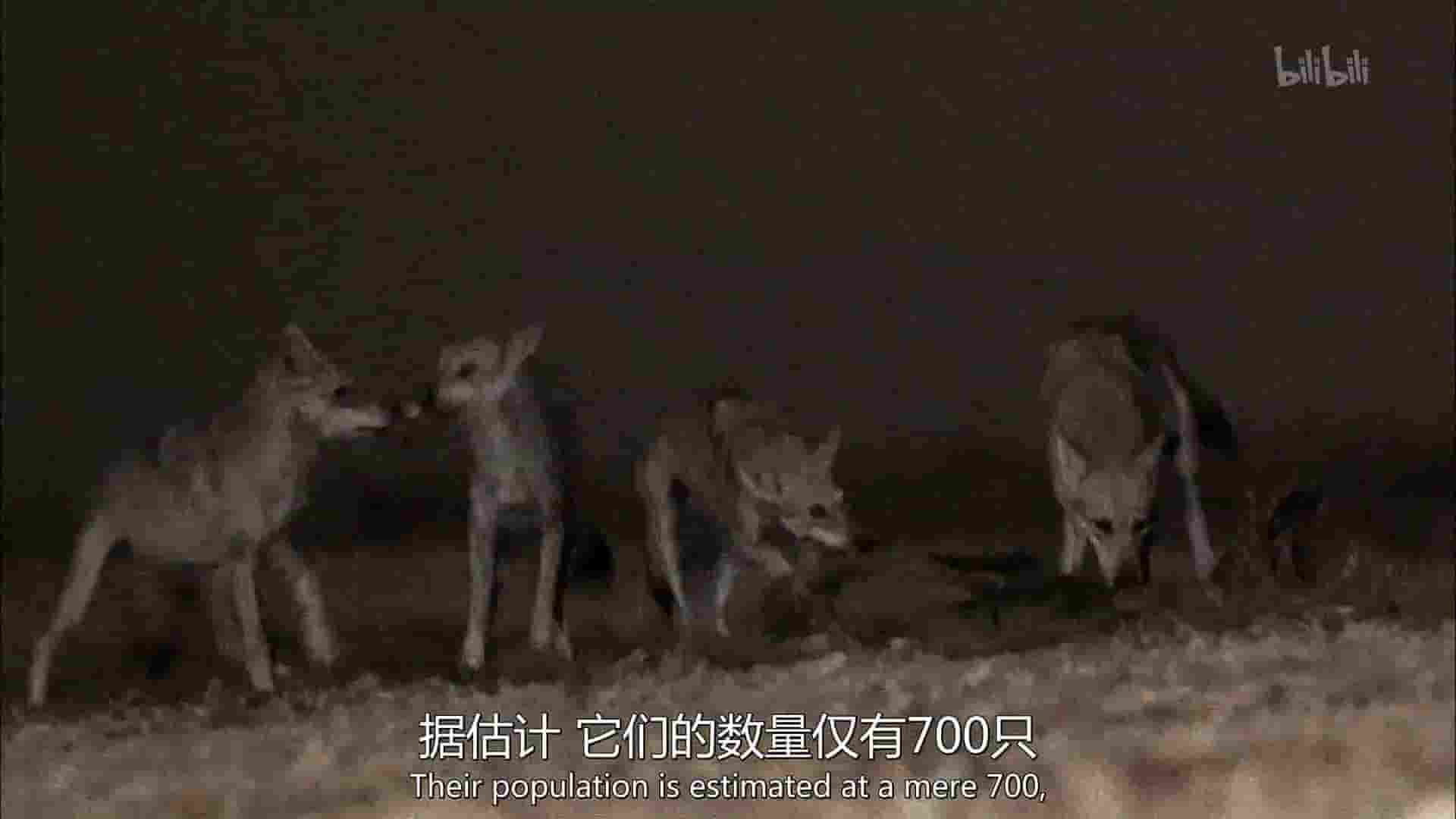 美国纪录片《沙漠生存者：阿拉伯狼 Desert Survivors: The Arabian Wolf 2016》全1集 英语中字 1080P高清网盘