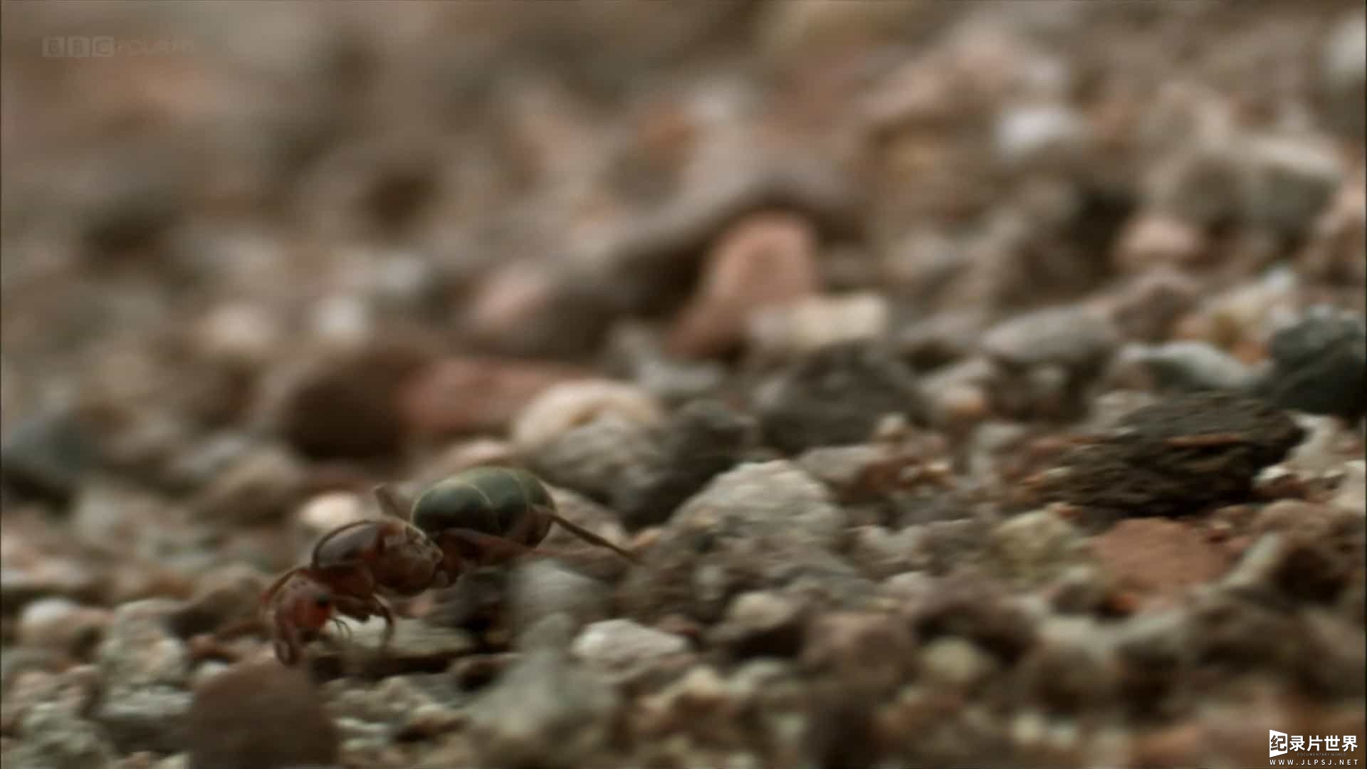 BBC纪录片地理自然《蚂蚁帝国 Empire of the Desert Ants 2010》英语内嵌中英双字 