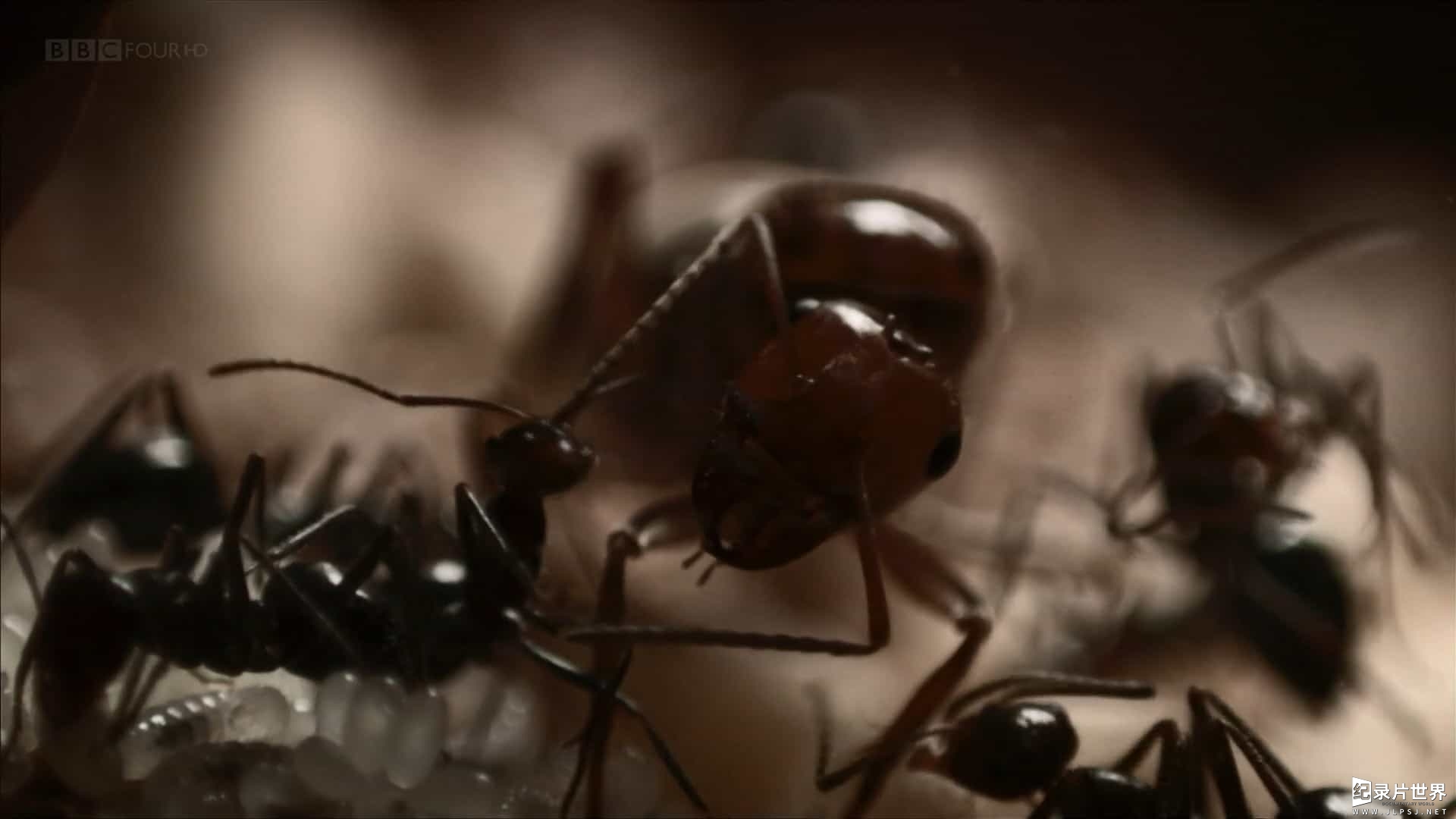 BBC纪录片地理自然《蚂蚁帝国 Empire of the Desert Ants 2010》英语内嵌中英双字 