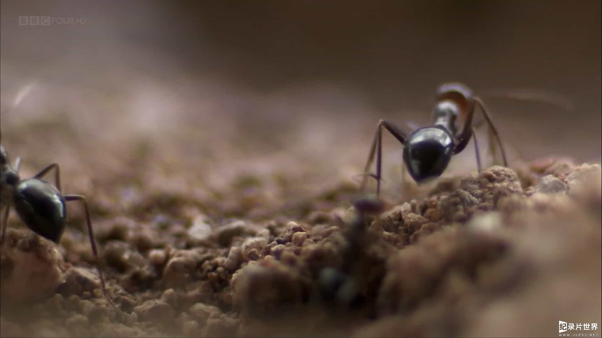 BBC纪录片地理自然《蚂蚁帝国 Empire of the Desert Ants 2010》英语内嵌中英双字 