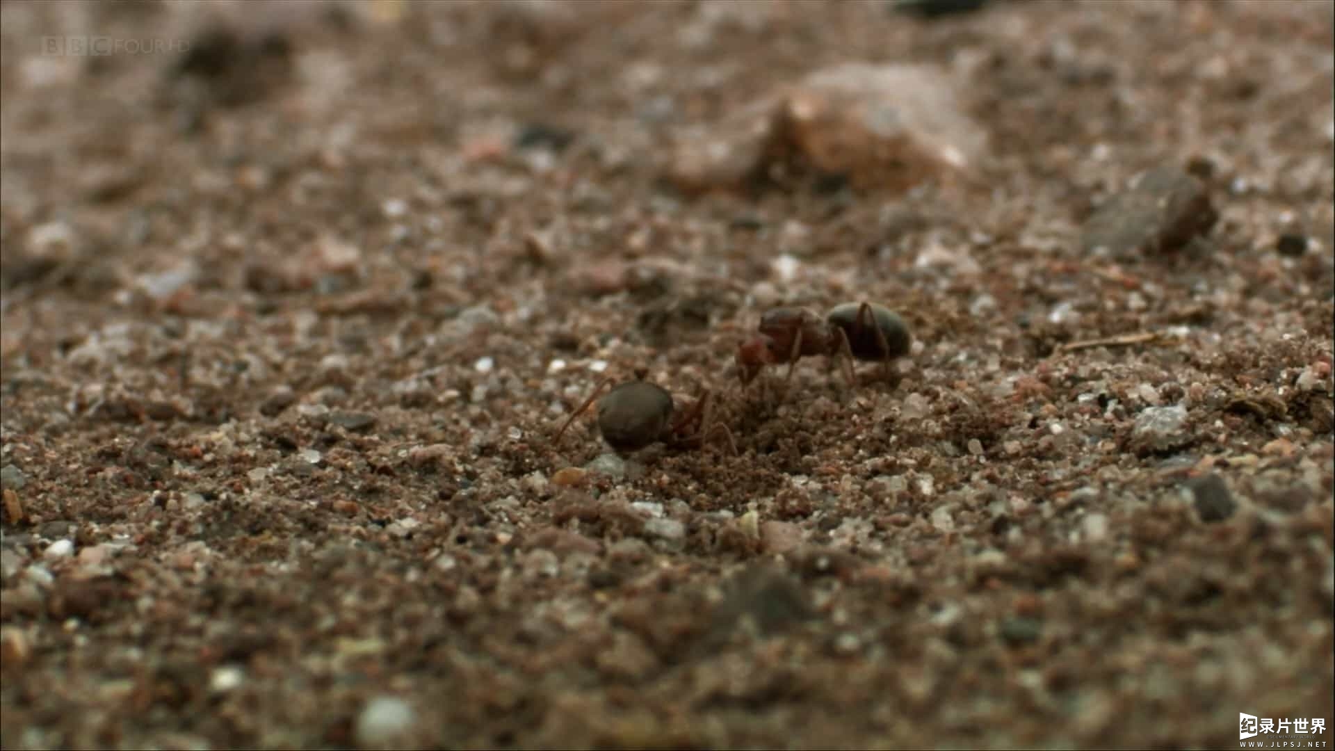 BBC纪录片地理自然《蚂蚁帝国 Empire of the Desert Ants 2010》英语内嵌中英双字 