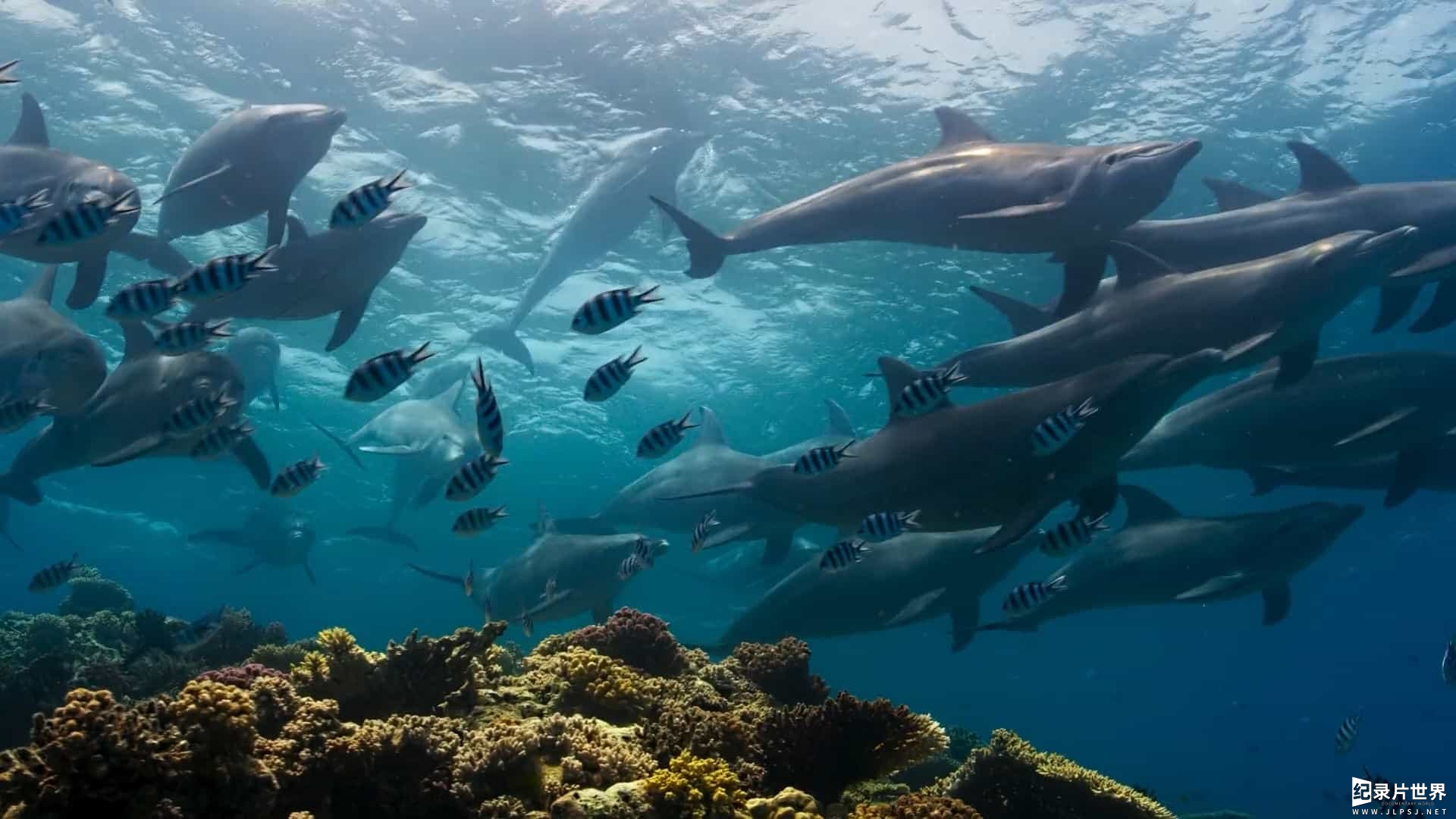 精选BBC纪录片《蓝S星球2 Blue Planet II 2017》第2季