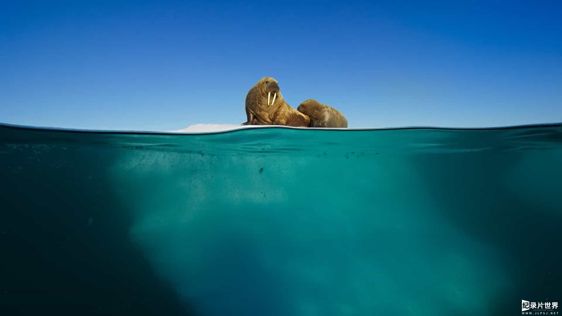 精选BBC纪录片《蓝S星球2 Blue Planet II 2017》第2季