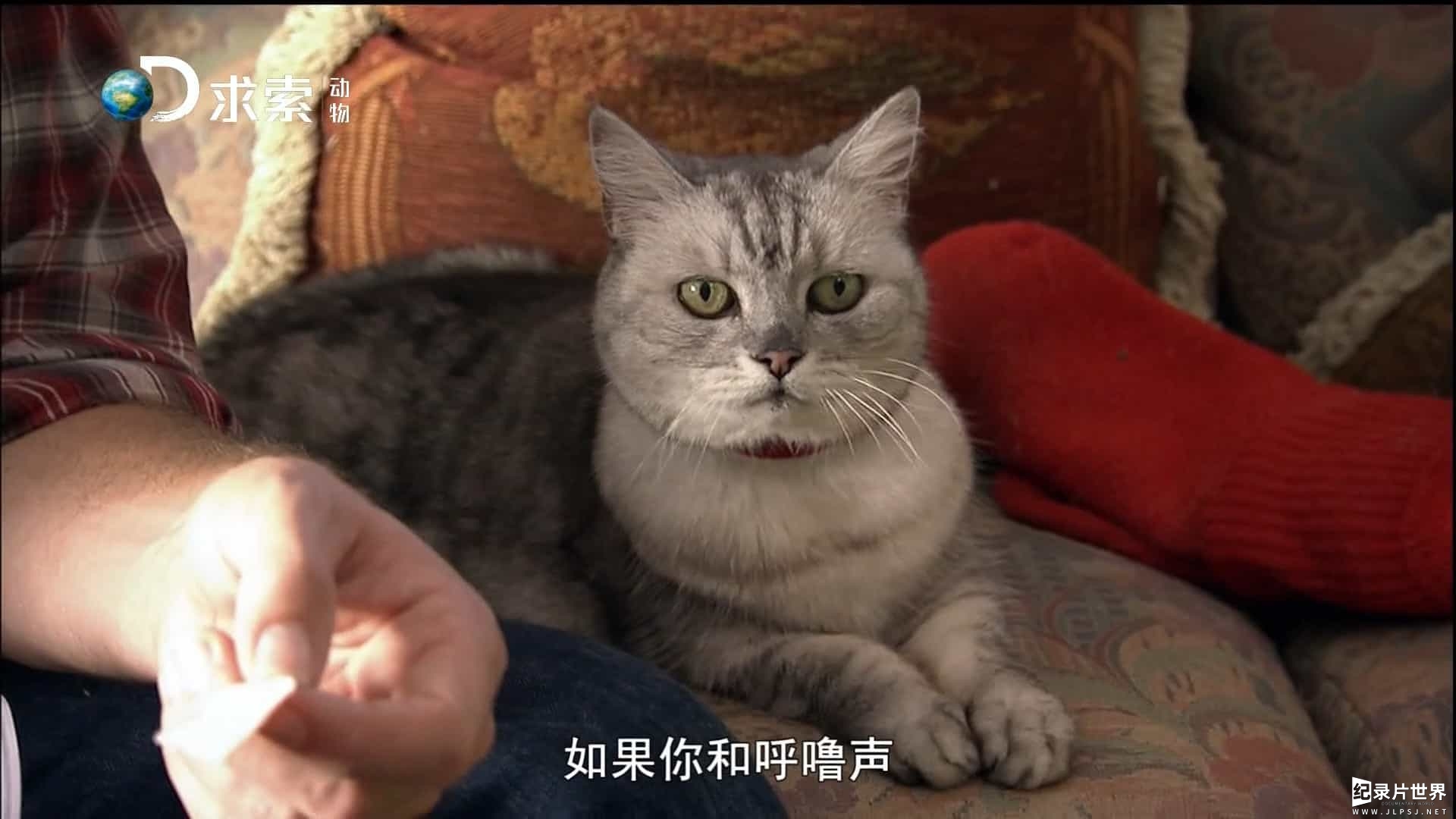 动物星球频道/萌宠系列《为猫痴狂 Must Love Cats》全6集