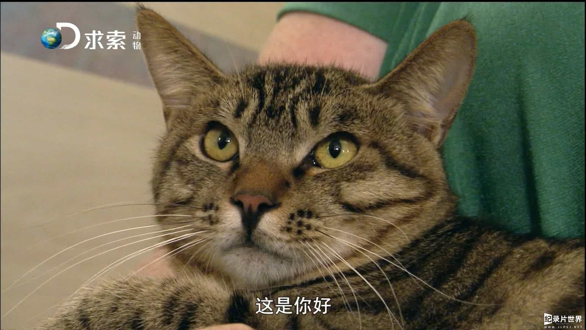 动物星球频道/萌宠系列《为猫痴狂 Must Love Cats》全6集