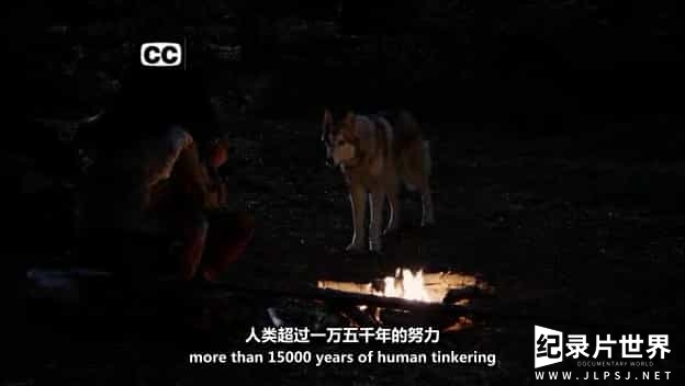 探索频道/ 狗狗驯化史纪录片/萌宠系列《狗-人造之物 And Man Created Dog》