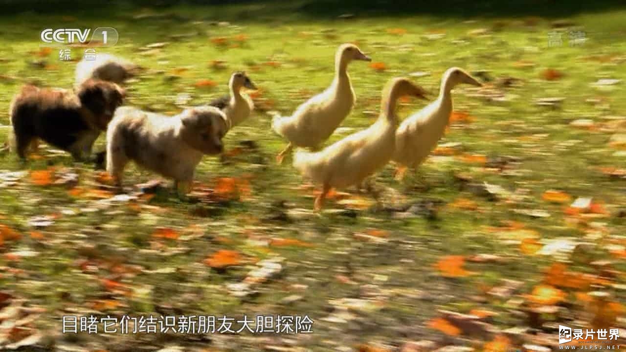 宠物纪录片/萌宠系列《萌宠成长记 Too Cute》全2季
