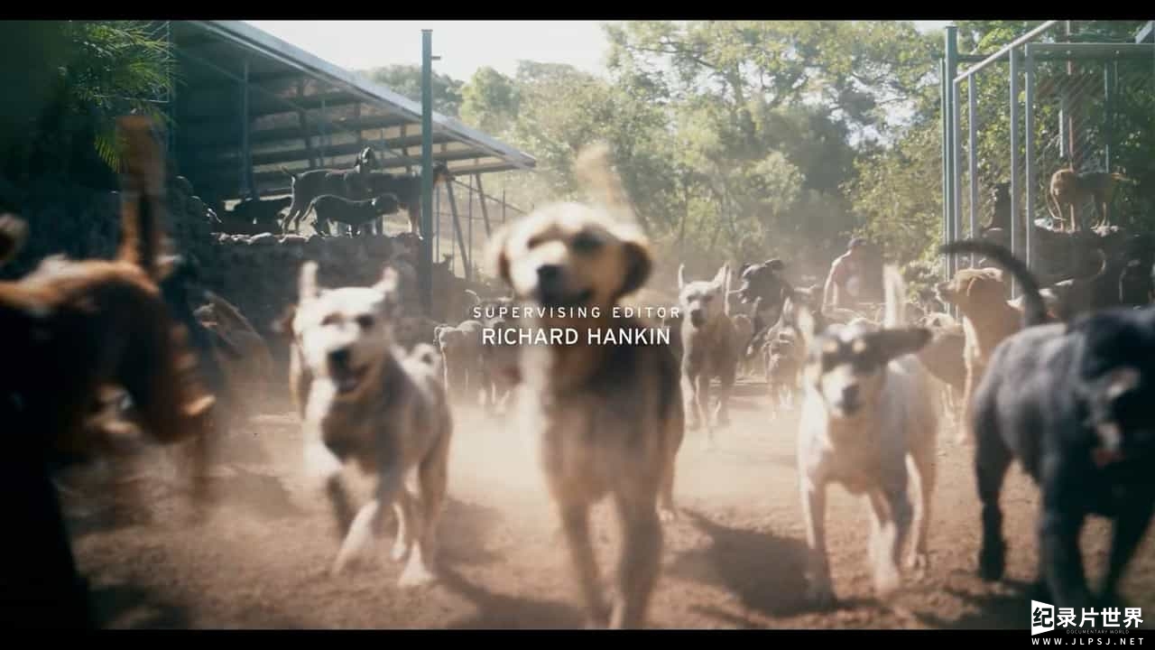 NetFlix纪录片/萌宠系列《爱犬情深 Dogs》全2季