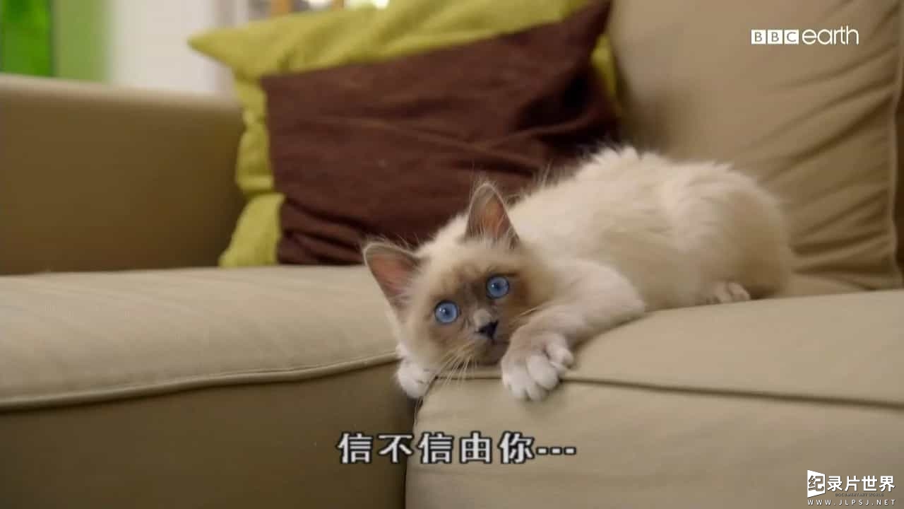 BBC纪录片/萌宠系列《猫的史诗之旅/猫科动物的故事 The Story of Cat》全3集