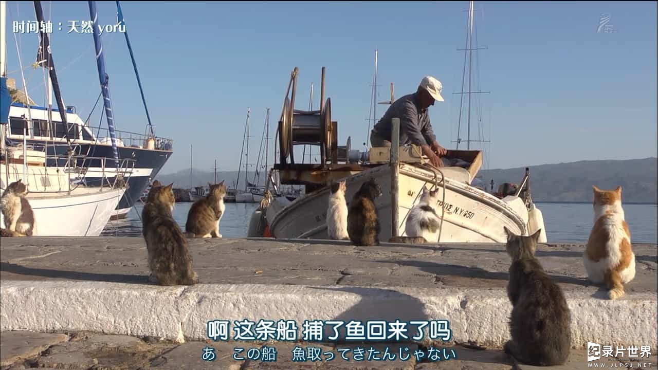 NHK猫咪纪录片/ 猫奴终极福利/萌宠系列《岩合光昭の猫步走世界 岩合光昭の世界ネコ歩き》