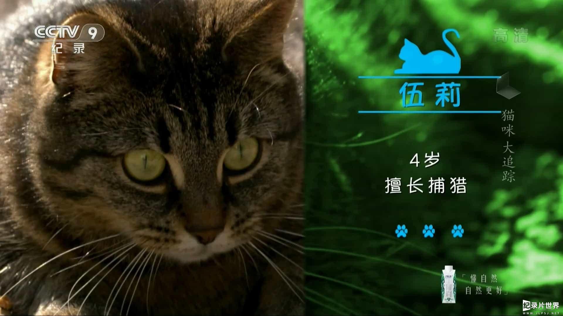 央视纪录片/萌宠系列《猫咪大追踪 Follow Your Cat》