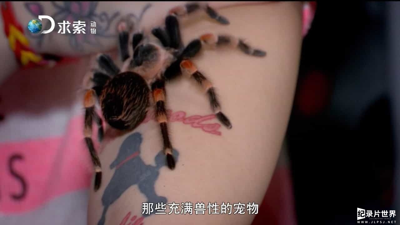 探索频道/萌宠系列《宠物妙翻天 Preposterous Pets》全6集 