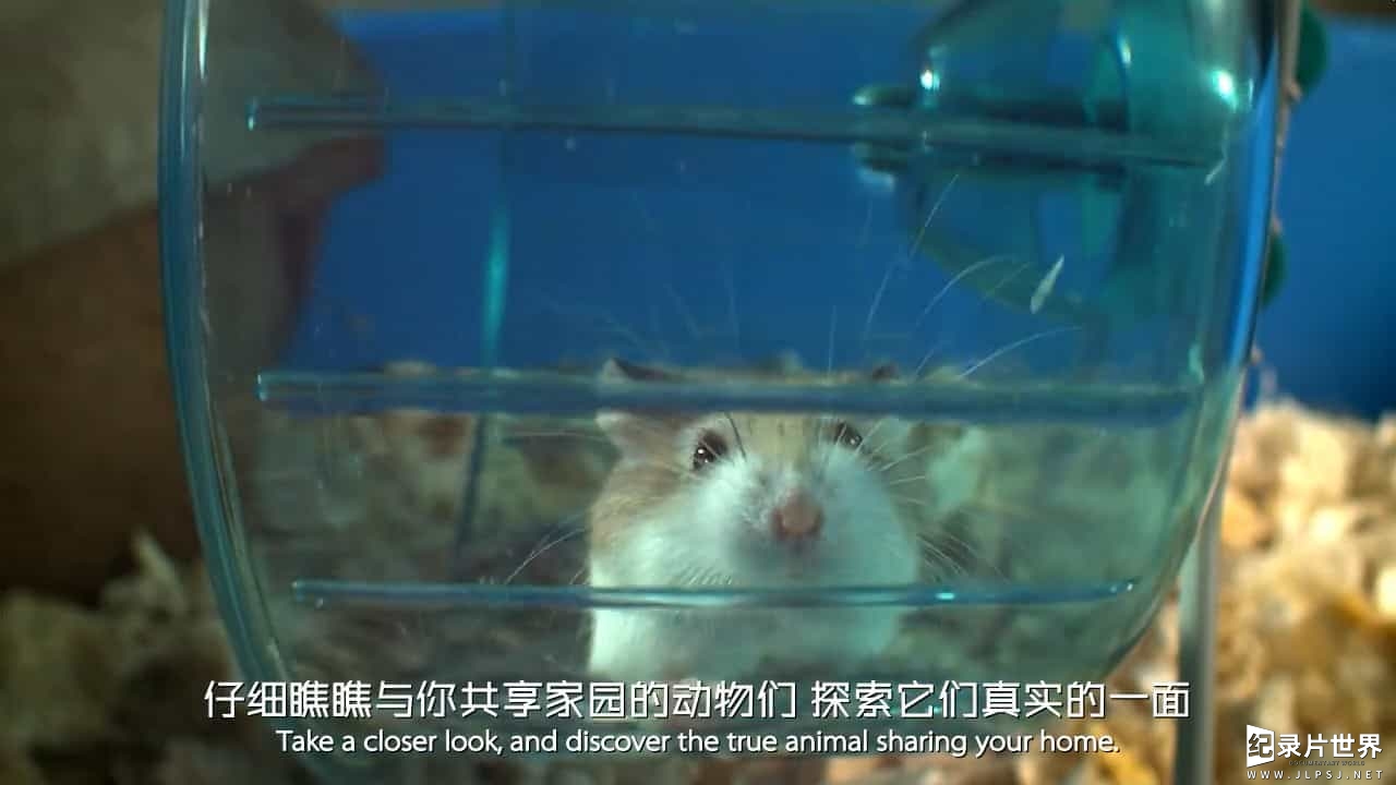 BBC萌宠也疯狂/萌宠《宠物:内心狂野 Pets Wild At Heart》全2集