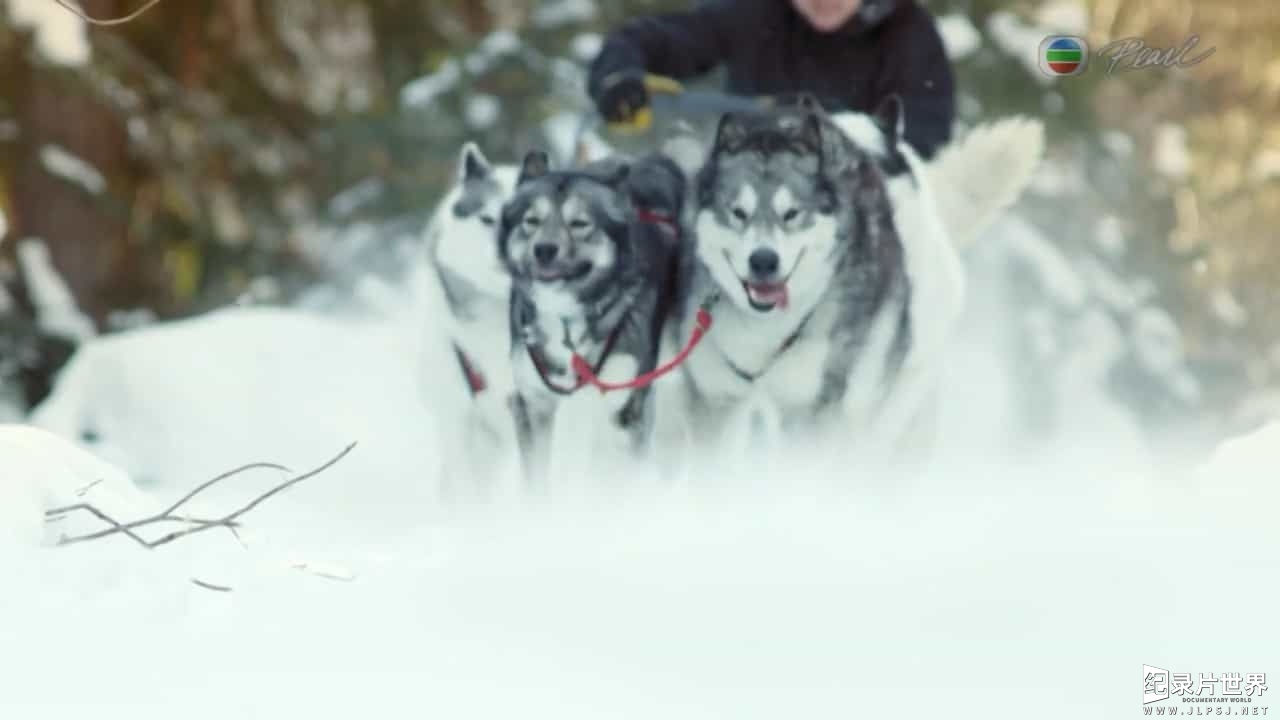 科普纪录片/萌宠系列《神奇的犬科家族 Dogs: An Amazing Animal Family 2017》全3集