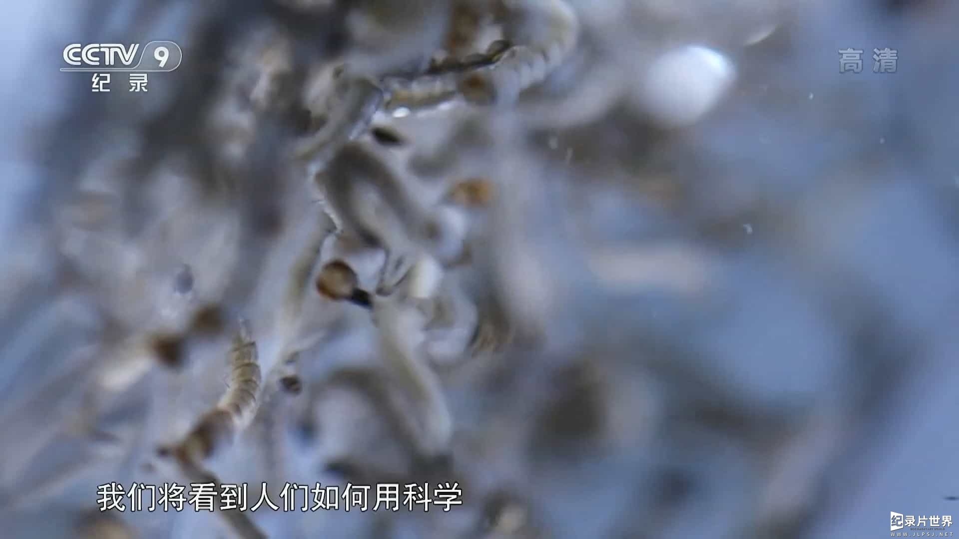  央视纪录片/病毒纪录片《看不见的危机：寨卡病毒 2017》全1集