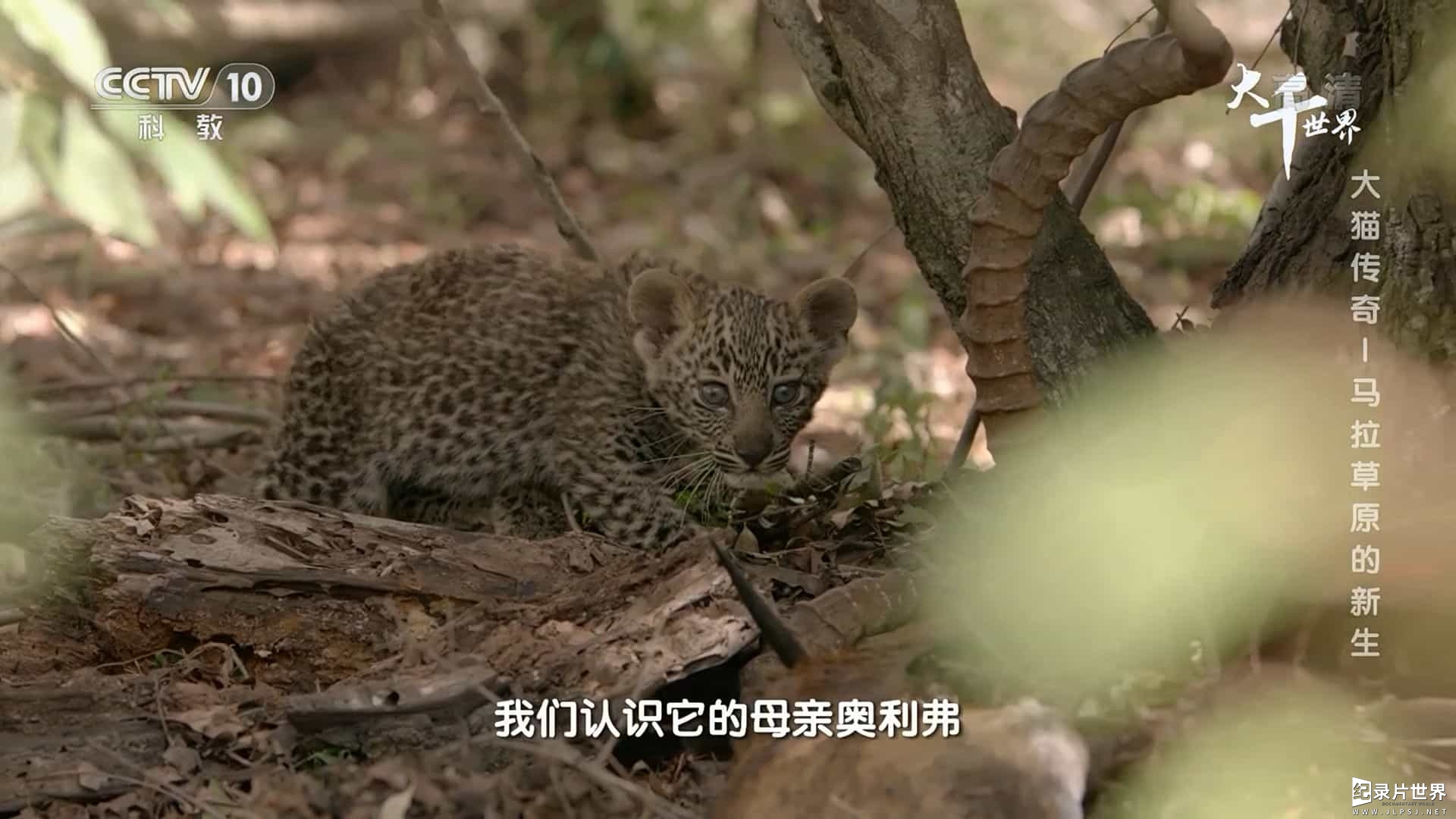 央视纪录片/动物保护《大千世界·大猫传奇 Big Cat Tales 2018》全5集