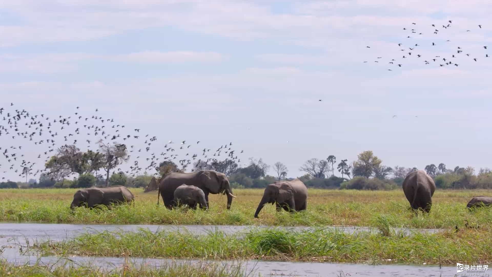 迪士尼自然纪录片《大象 Elephant 2020》英语中字 