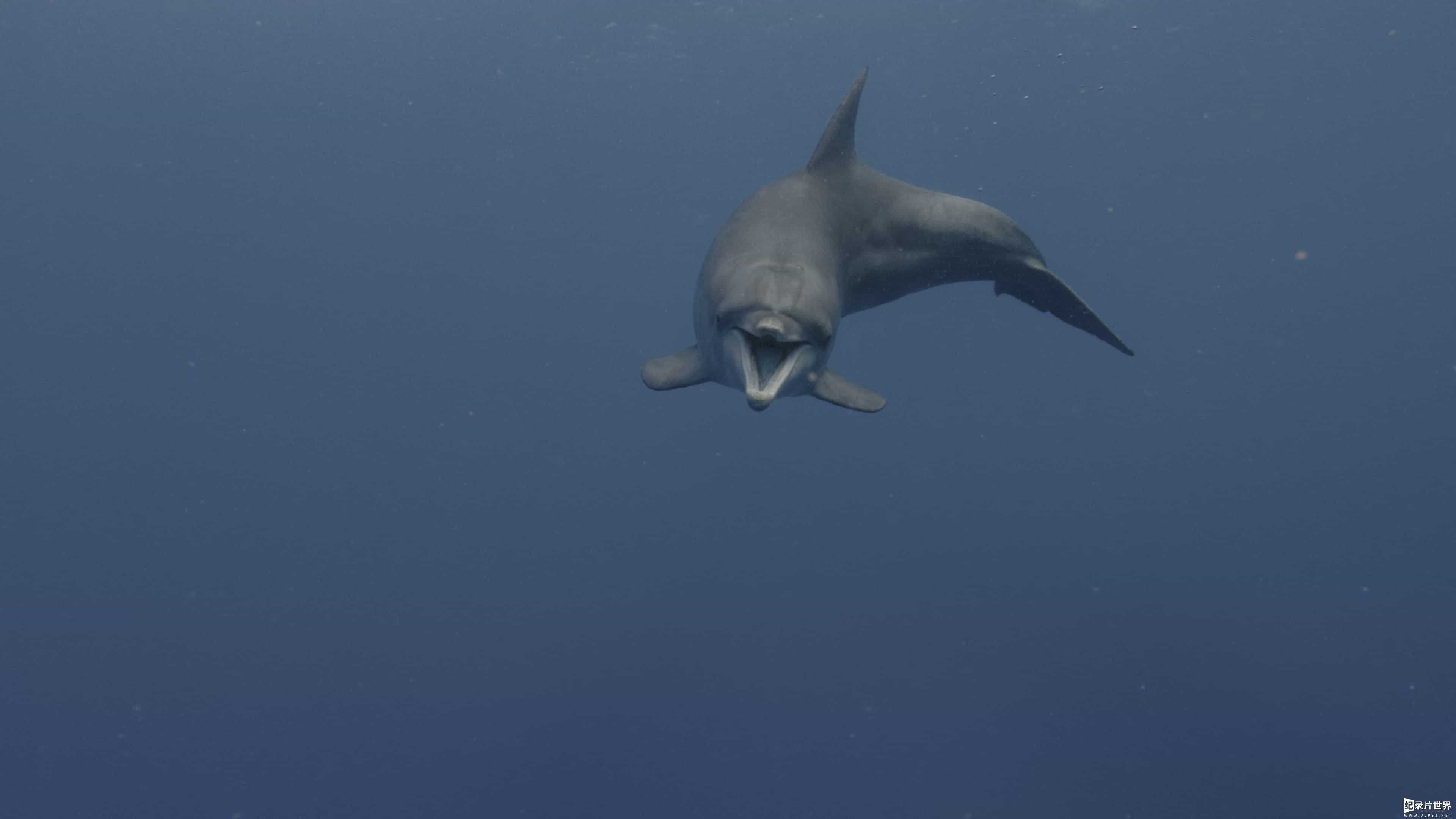 迪士尼自然纪录片《海豚礁 Dolphin Reef 2020》英语多国字幕