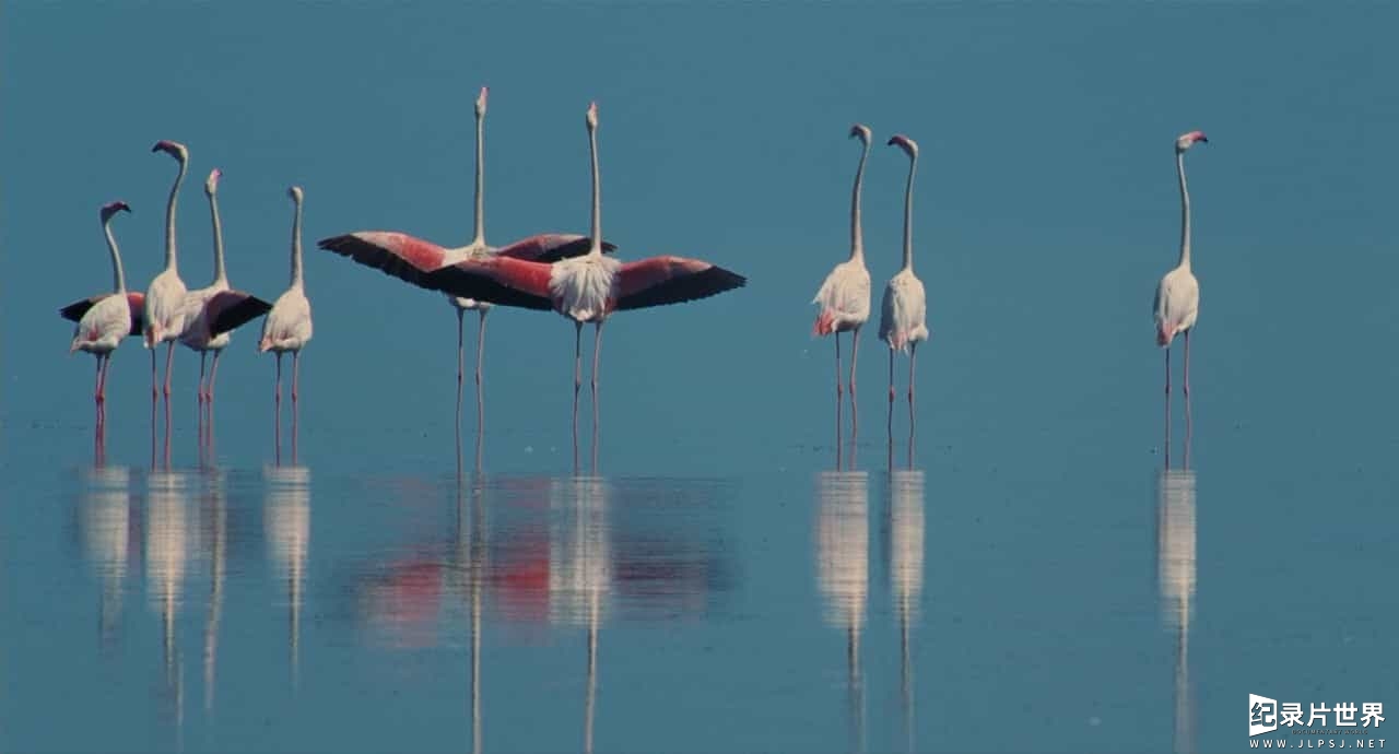 画面超美/迪士尼自然纪录片《红色翅膀:火烈鸟故事 Crimson Wing Mystery Of The Flamingos》英语中字