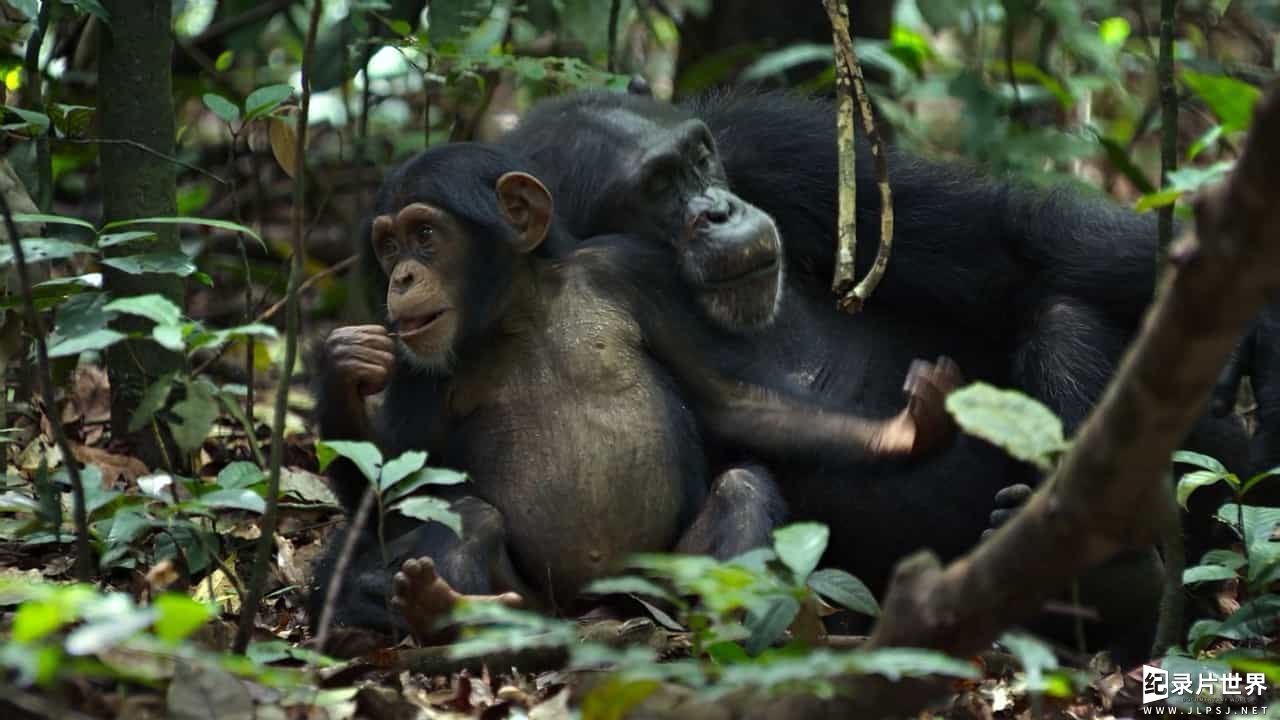 迪士尼国家地理/被收养的黑猩猩 《黑猩猩 Chimpanzee》