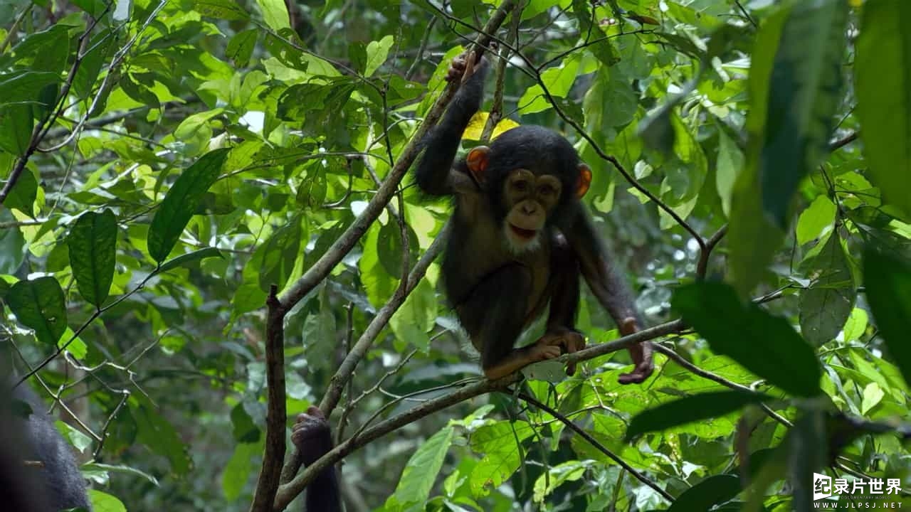 迪士尼国家地理/被收养的黑猩猩 《黑猩猩 Chimpanzee》