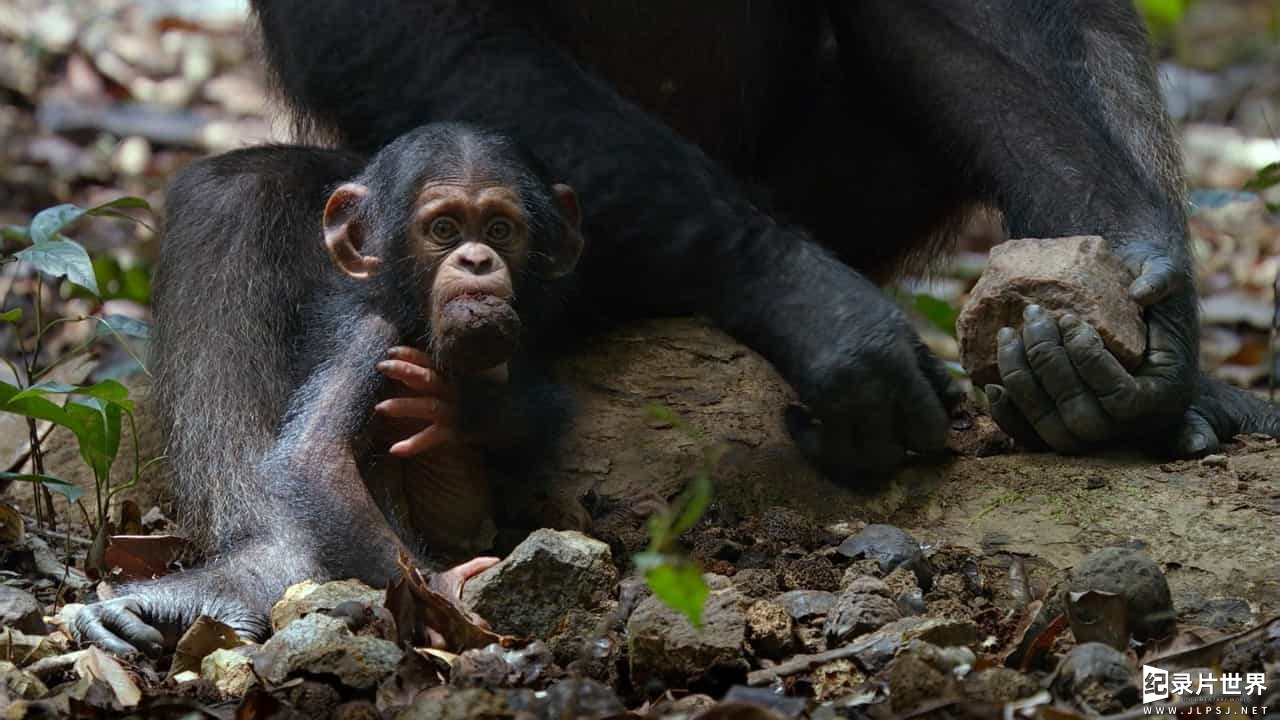 迪士尼国家地理/被收养的黑猩猩 《黑猩猩 Chimpanzee》