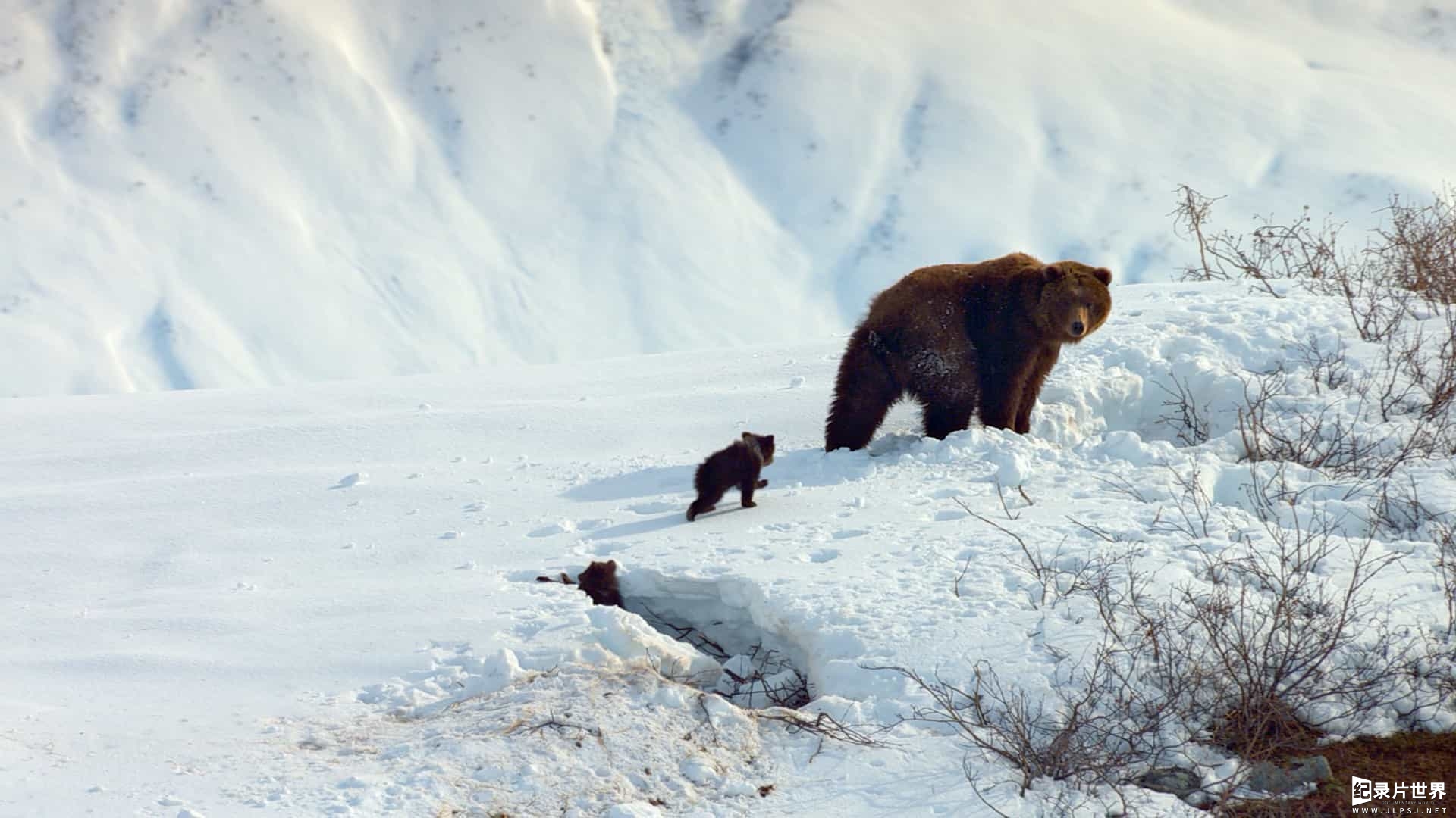 迪斯尼纪录片/动物棕熊纪录片《阿拉斯加的棕熊/熊世界 Bears》英语中字