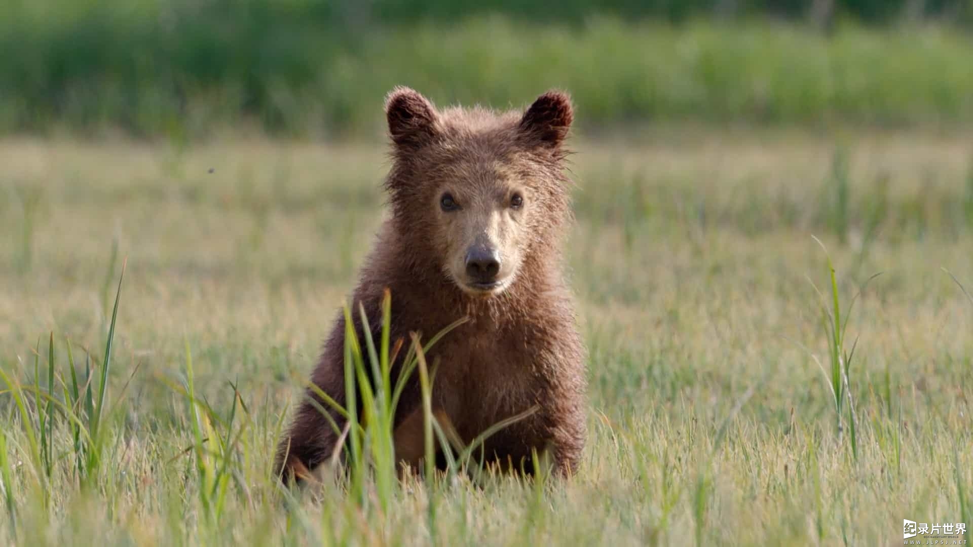 迪斯尼纪录片/动物棕熊纪录片《阿拉斯加的棕熊/熊世界 Bears》英语中字