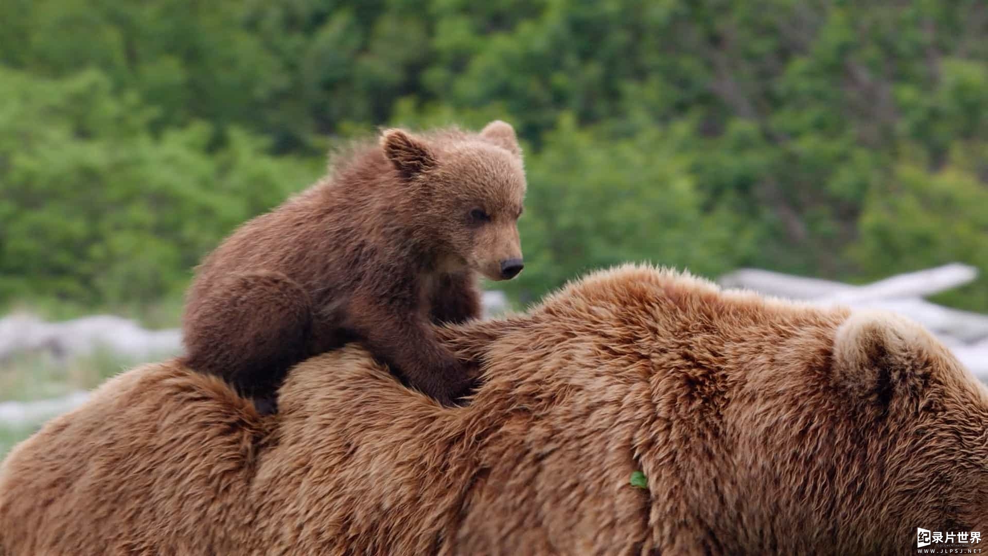 迪斯尼纪录片/动物棕熊纪录片《阿拉斯加的棕熊/熊世界 Bears》英语中字