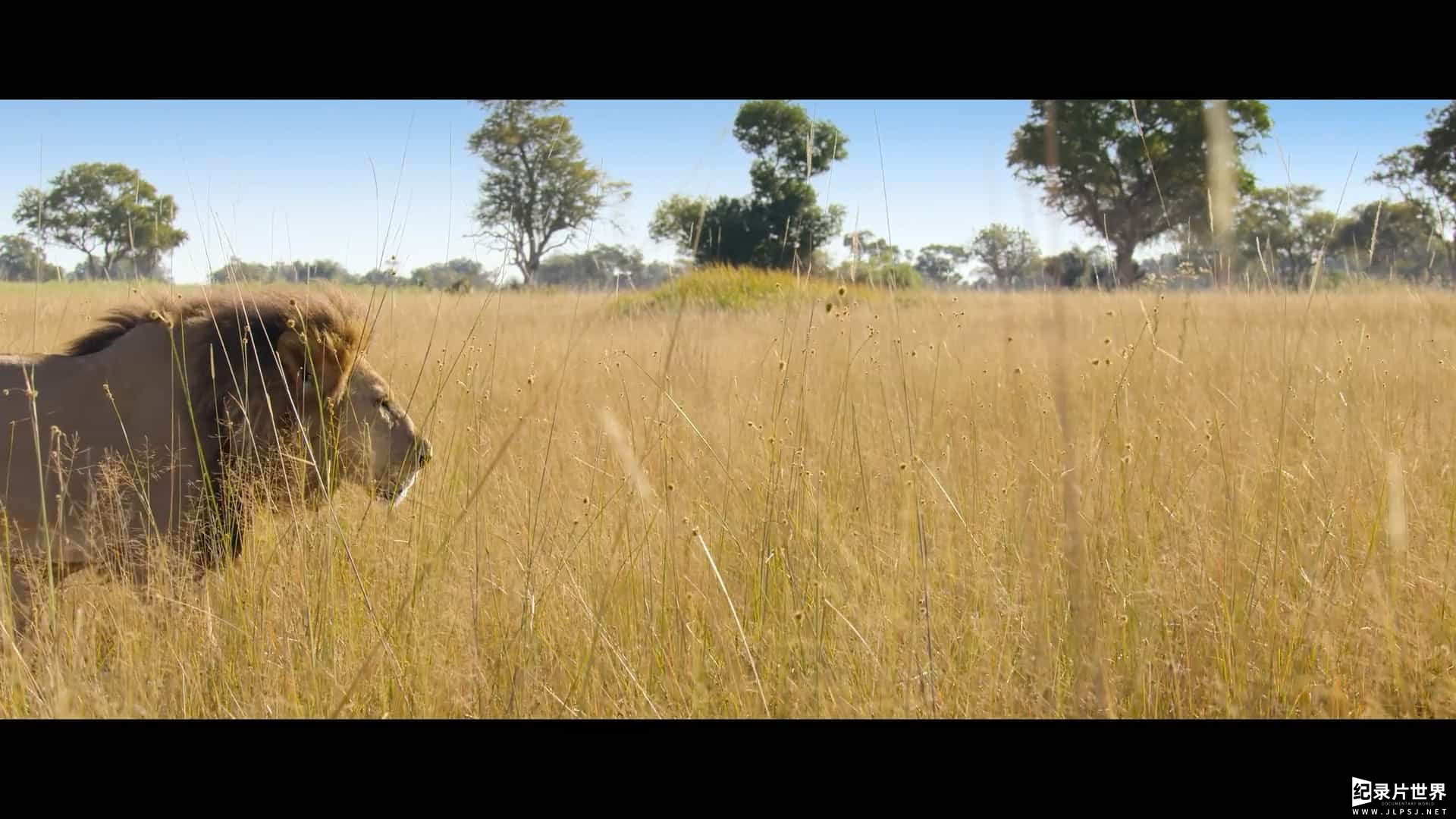 Netflix纪录片《动物本色/动物大搜秘 / 海陆空动物王者 Animal 2021》第1-2季 全8集