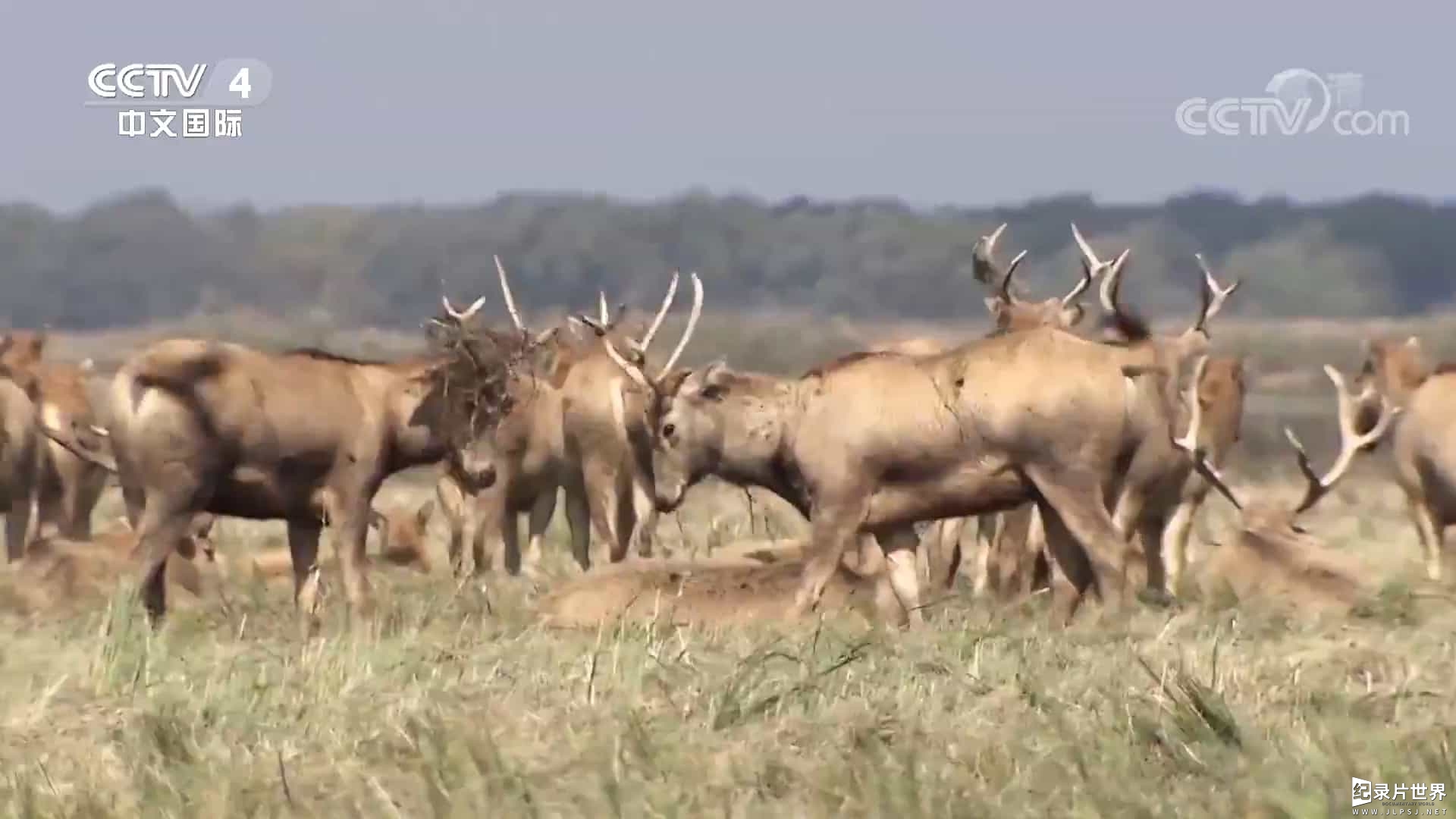 央视纪录片/自然人文之美《远方的家：国家自然保护地》全60